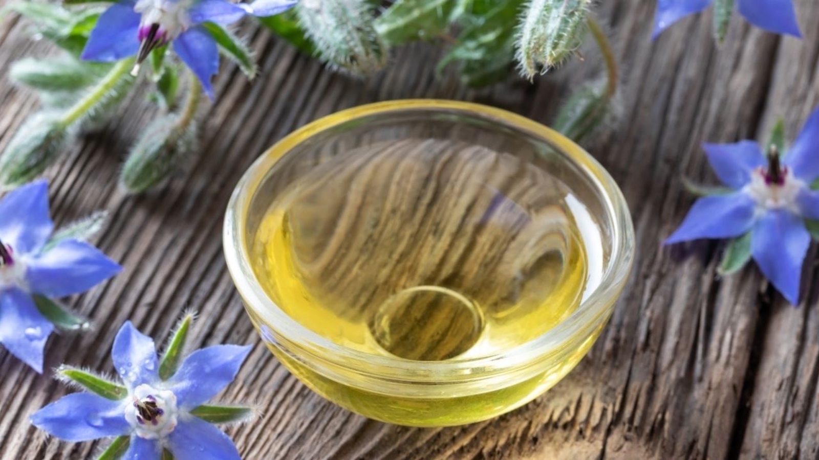 Olej z ogórecznika – źródło GLA